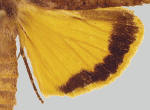 Example of yellow hindwing.