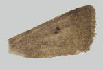 Forewing of Anicla tenuescens