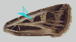 V-shaped orbicular spot of Feltia jaculifera.