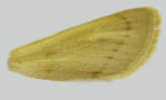 Dorsal forewing with noctuoid pattern largely absent.