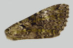 Green streaks in forewing of Anaplectoides prasina
