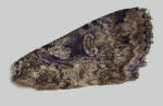 Faded yellowish areas in forewing of Anaplectoides pressus