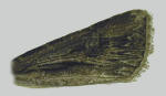 Dorsal forewing showing elongated orbicular spot.