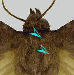 Ptagiae, tegulae and head evenly colored.