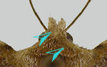 Concolorous head and thorax of Abagrotis mirabilis
