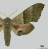 Pachysphinx modesta showing typical wing pattern for the genus.