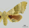 Picture of Pachysphinx occidentalis.