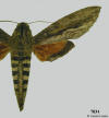Picture of male Erinnyis ello shoing typical wing pattern for the genus.