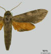 Picture of female Erinnyis obscura.