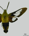 Picture of Hemaris thysbe showing broad dark wing margins.