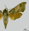 Picture of Darapsa myron showing typical wing pattern for the genus.