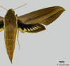 Picture of Xylophanes tersa.