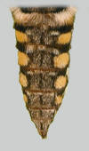 Yellow spotted abdomen of Manduca quinquemaculatus.