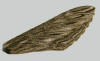 Forewing of Sphinx canadensis showing highly mottled pattern.