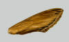 Fawn brown forewing of Sphinx kalmiae.