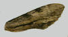 Forewing of male Erinnyis obscura showing convex, weakly crenulate outer margin.