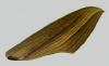 Forewing of Xylophanes tersa showing diagonal lines.