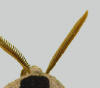 Pectinate antennae of Smerinthus jamaicensis