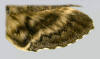 Fused wing stripes of Manduca sexta.