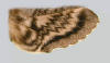 Striped hindwing pattern of Manduca quinquemaculatus.