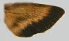 Broad black outer margin on hindwing of Sphinx luscitiosa.