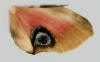 Hindwing ocellatus of Smerinthus cerisyi.