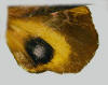 Yellow hindwing of Paonias myops.