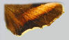 Hindwing of Amphion floridensis showing orange fascia.