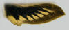Hindwing of Xylophanes tersa showing yellow triangles.