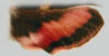 Hindwing of Hyles gallii showing pink band.