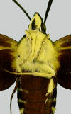 Ventral surface of Hemaris thysbe showing yellow legs.