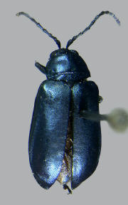 Altica bimarginata, Willow flea beetle