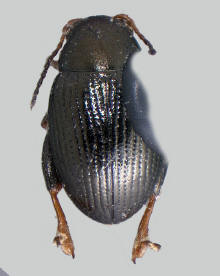 Chaetocnema ectypa, Desert corn flea beetle