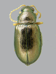 Crepidodera nana