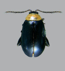Disonycha xanthomelas, Spinach flea beetle