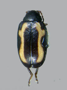 Phyllotreta striolata, Striped flea beetle