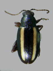 Systena elongata, Elongate flea beetle