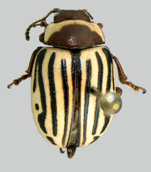 Zygogramma exclamationis, Sunflower beetle