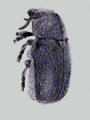 Coleothorpa dominicana franciscana