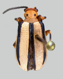 Lema trilinea, Three-lined potato beetle