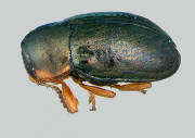 Diachus auratus, Bronze leaf beetle