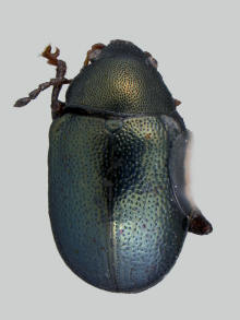 Brachypnoea puncticollis, Rose leaf beetle