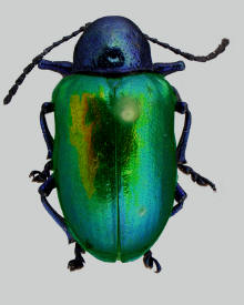 Chrosochus auratus, Dogbane beetle