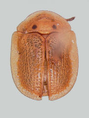 Deloyala guttata, Mottled tortoise beetle, atypically pale specimen