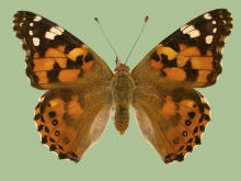 Vanessa cardui, Painted lady