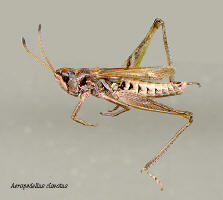 Aeropedellus clavatus- male, Club-horned grasshopper