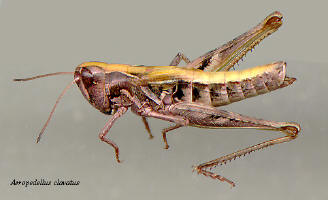 Aeropedellus clavatus- female