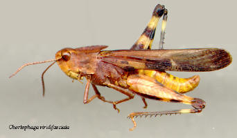 Chortophaga viridifasciata- male, brown morph