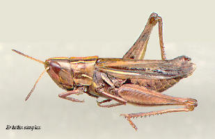 Eretettix simplex- female, brown morph, Velvet-striped grasshopper