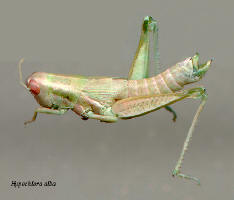 Hypochlora alba- female, Sage grasshopper
